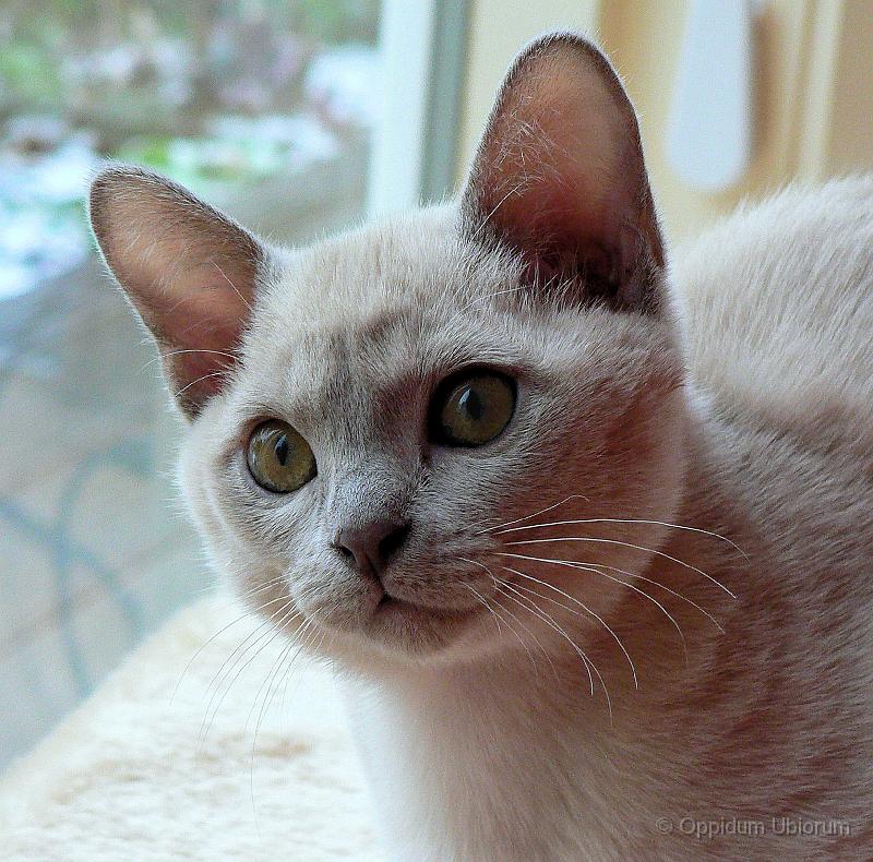 P1100306 purdey.jpg